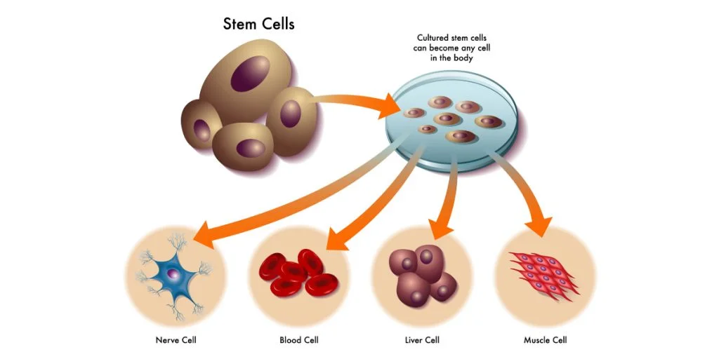 Bone Marrow or Stem Cell